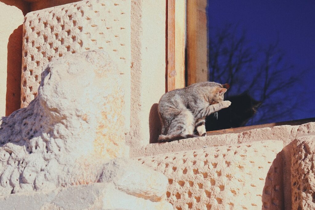 gray tabby cat outside window