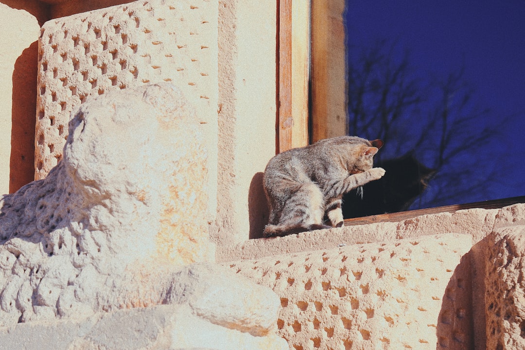 gray tabby cat outside window