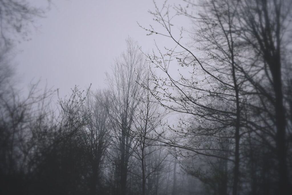 a foggy forest filled with lots of trees