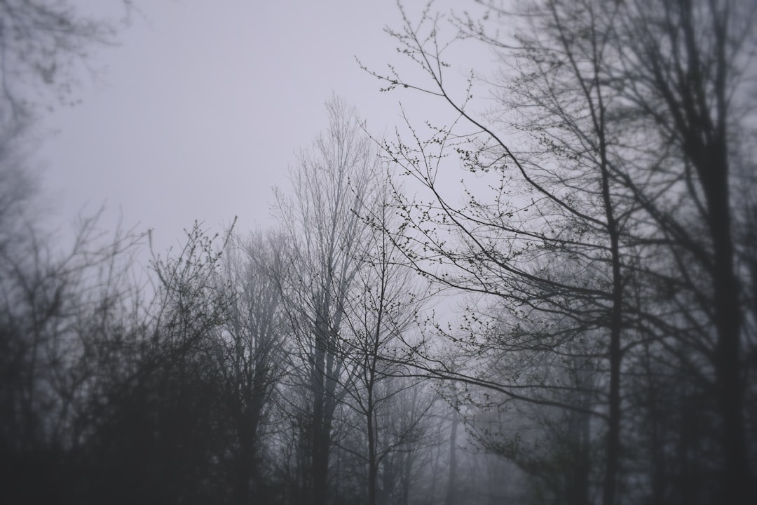 a foggy forest filled with lots of trees