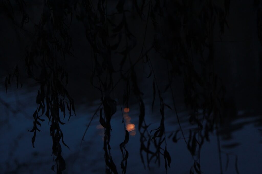 reflection of plants on body of water during daytime