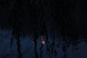 reflection of plants on body of water during daytime