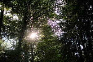 sun shining through the trees